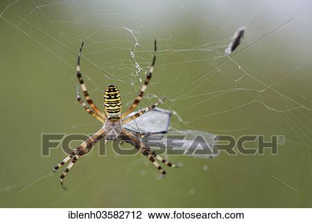 "Wasp Spider (Argiope bruennichi), Emsland, Lower Saxony, Germany, Europe" View Large Photo Image Stock Image - "Wasp Spider (Argiope bruennichi), Emsland, Lower Saxony, Germany, Europe". Fotosearch