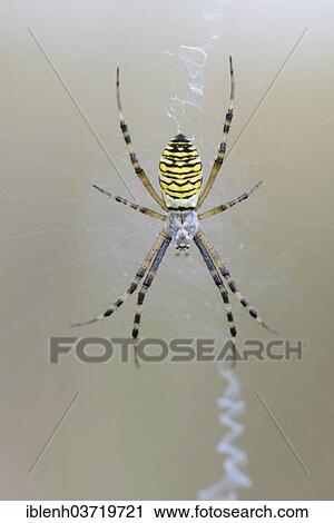 "Wasp Spider (Argiope bruennichi), Emsland, Lower Saxony, Germany, Europe" View Large Photo Image Stock Image - "Wasp Spider (Argiope bruennichi), Emsland, Lower Saxony, Germany, Europe". Fotosearch
