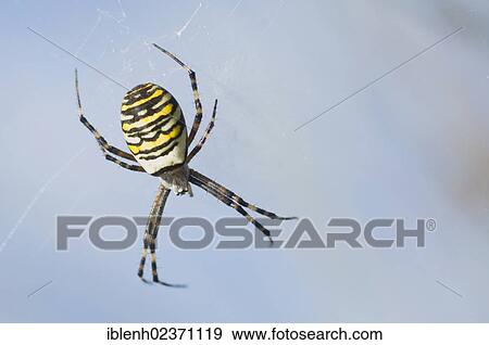 "Wasp Spider (Argiope bruennichi), Haren, Emsland, Lower Saxony, Germany, Europe" View Large Photo Image Stock Photo - "Wasp Spider (Argiope bruennichi), Haren, Emsland, Lower Saxony, Germany, Europe". Fotosearch