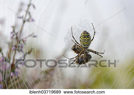 "Wasp Spider (Argiope bruennichi), Emsland, Lower Saxony, Germany, Europe" View Large Photo Image Stock Photo - "Wasp Spider (Argiope bruennichi), Emsland, Lower Saxony, Germany, Europe". Fotosearch