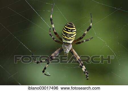 "Wasp spider (Argiope bruennichi), Loar, Kramsach, Kufstein District, North Tirol, Tirol, Austria, Europe" View Large Photo Image Stock Photograph - "Wasp spider (Argiope bruennichi), Loar, Kramsach, Kufstein District, North Tirol, Tirol, Austria, Europe". Fotosearch