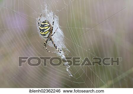 "Wasp Spider (Argiope bruennichi), Haren, Emsland, Lower Saxony, Germany, Europe" View Large Photo Image Stock Photograph - "Wasp Spider (Argiope bruennichi), Haren, Emsland, Lower Saxony, Germany, Europe". Fotosearch