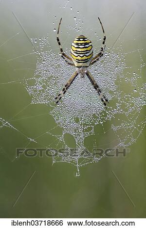 "Wasp Spider (Argiope bruennichi), Emsland, Lower Saxony, Germany, Europe" View Large Photo Image Stock Photograph - "Wasp Spider (Argiope bruennichi), Emsland, Lower Saxony, Germany, Europe". Fotosearch