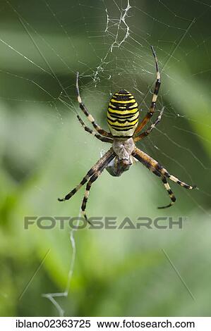 "Wasp spider (Argiope bruennichi), Loar, Kramsach, Tyrol, Austria, Europe" View Large Photo Image Stock Photography - "Wasp spider (Argiope bruennichi), Loar, Kramsach, Tyrol, Austria, Europe". Fotosearch
