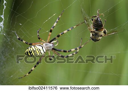 Wasp Spider (Argiope bruennichi) with a captured insect, Lower Saxony, Germany, Europe View Large Photo Image Stock Photograph - Wasp Spider (Argiope bruennichi) with a captured insect, Lower Saxony, Germany, Europe. Fotosearch