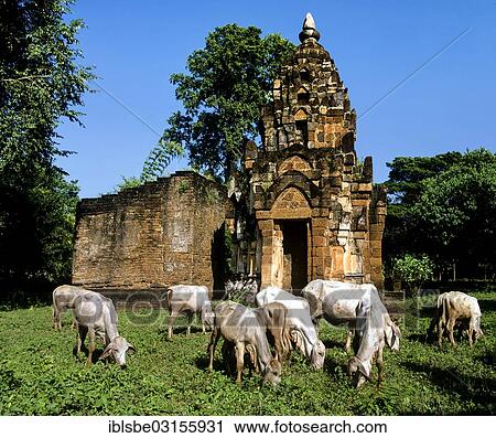 "Wat Chao Chan, herd of cattle grazing in front of the temple, Si Satchanalai Historical Park, Si Satchanalai, Sukhothai Province, Northern Thailand, Thailand, Asia" View Large Photo Image Stock Image - "Wat Chao Chan, herd of cattle grazing in front of the temple, Si Satchanalai Historical Park, Si Satchanalai, Sukhothai Province, Northern Thailand, Thailand, Asia". Fotosearch