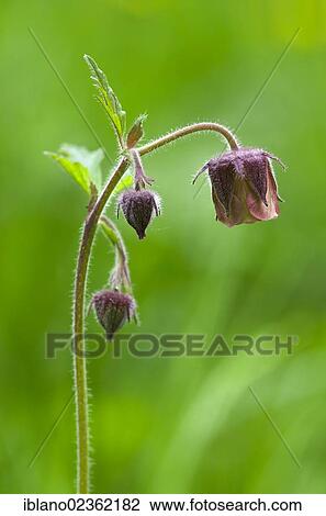 Stock Image - "Water Avens (Geum rivale), Stans, Tyrol, Austria, Europe". Fotosearch