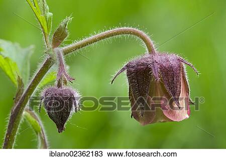 "Water Avens (Geum rivale), Stans, Tyrol, Austria, Europe" View Large Photo Image Stock Image - "Water Avens (Geum rivale), Stans, Tyrol, Austria, Europe". Fotosearch