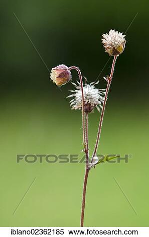 Stock Photography - "Water Avens (Geum rivale), Woergl, Tyrol, Austria, Europe". Fotosearch
