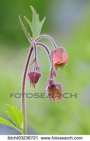 "Water Avens or Purple Avens (Geum rival), flowers, North Rhine-Westphalia, Germany, Europe" View Large Photo Image Stock Image - "Water Avens or Purple Avens (Geum rival), flowers, North Rhine-Westphalia, Germany, Europe". Fotosearch