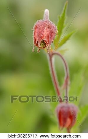"Water Avens or Purple Avens (Geum rival), flower, North Rhine-Westphalia, Germany, Europe" View Large Photo Image Stock Photo - "Water Avens or Purple Avens (Geum rival), flower, North Rhine-Westphalia, Germany, Europe". Fotosearch