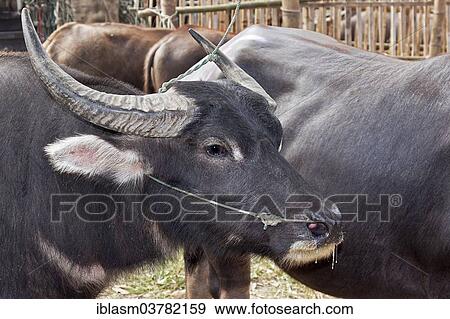 "Water Buffalo (Bos arnee, Bubalus arnee), animal market, San Patong, Chiang Mai Province, Thailand, Asia" View Large Photo Image Stock Photo - "Water Buffalo (Bos arnee, Bubalus arnee), animal market, San Patong, Chiang Mai Province, Thailand, Asia". Fotosearch