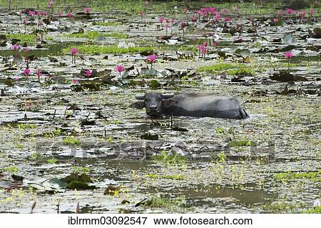"Water Buffalo (Bubalus arnee) in a moat, Siem Reap, Siem Reap, Siem Reap Province, Cambodia, Asia" View Large Photo Image Stock Photo - "Water Buffalo (Bubalus arnee) in a moat, Siem Reap, Siem Reap, Siem Reap Province, Cambodia, Asia". Fotosearch
