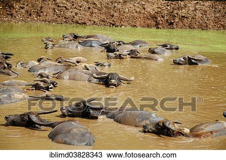 "Water Buffalo (Bubalus arnee) in water, Tiger Temple or Wat Pa Luangta Bua, Kanchanaburi, Thailand, Asia" View Large Photo Image Stock Image - "Water Buffalo (Bubalus arnee) in water, Tiger Temple or Wat Pa Luangta Bua, Kanchanaburi, Thailand, Asia". Fotosearch