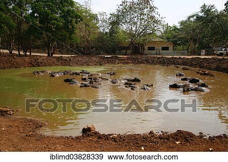 "Water Buffalo (Bubalus arnee) in water, Tiger Temple or Wat Pa Luangta Bua, Kanchanaburi, Thailand, Asia" View Large Photo Image Stock Photo - "Water Buffalo (Bubalus arnee) in water, Tiger Temple or Wat Pa Luangta Bua, Kanchanaburi, Thailand, Asia". Fotosearch