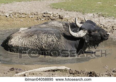 "Water buffalo (Bubalus bubalis), Steppentierpark Pamhagen zoo, Seewinkel, Northern Burgenland, Burgenland, Austria, Europe" View Large Photo Image Stock Photography - "Water buffalo (Bubalus bubalis), Steppentierpark Pamhagen zoo, Seewinkel, Northern Burgenland, Burgenland, Austria, Europe". Fotosearch