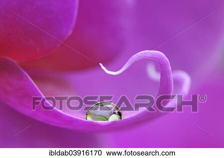 Stock Image - Water drop on violet orchid (Phalaenopsis). Fotosearch
