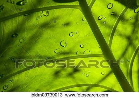 "Water drops on a leaf, Bali, Indonesia, Asia" View Large Photo Image Stock Image - "Water drops on a leaf, Bali, Indonesia, Asia". Fotosearch