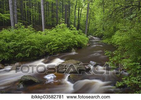 Stock Image - "Water flowing over stones and rocks in a mountain stream in a mixed beech forest, course of the Ilse River, Ilsenburg, Saxony-Anhalt, Germany, Europe". Fotosearch