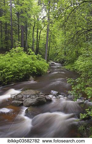 "Water flowing over stones and rocks in a mountain stream in a mixed beech forest, course of the Ilse River, Ilsenburg, Saxony-Anhalt, Germany, Europe" View Large Photo Image Stock Image - "Water flowing over stones and rocks in a mountain stream in a mixed beech forest, course of the Ilse River, Ilsenburg, Saxony-Anhalt, Germany, Europe". Fotosearch