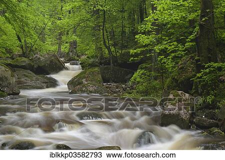 "Water flowing over stones and rocks in a mountain stream, course of the Ilse River, Ilsenburg, Saxony-Anhalt, Germany, Europe" View Large Photo Image Stock Image - "Water flowing over stones and rocks in a mountain stream, course of the Ilse River, Ilsenburg, Saxony-Anhalt, Germany, Europe". Fotosearch