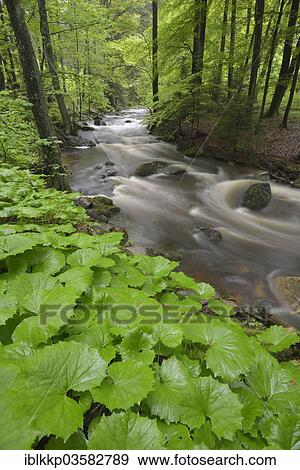 "Water flowing over stones and rocks in a mountain stream, course of the Ilse River, Ilsenburg, Saxony-Anhalt, Germany, Europe" View Large Photo Image Stock Photo - "Water flowing over stones and rocks in a mountain stream, course of the Ilse River, Ilsenburg, Saxony-Anhalt, Germany, Europe". Fotosearch