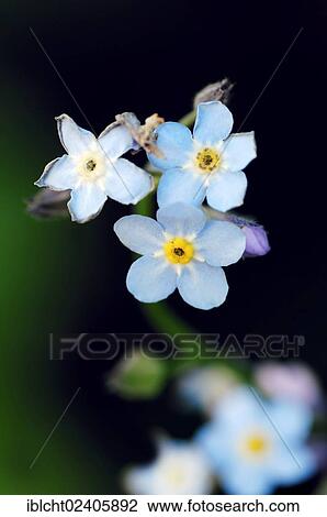 "Water Forget-me-not (Myosotis scorpioides, Myosotis palustris), France, Europe" View Large Photo Image Stock Image - "Water Forget-me-not (Myosotis scorpioides, Myosotis palustris), France, Europe". Fotosearch
