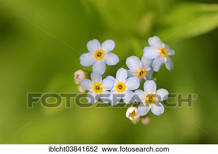 "Water Forget-me-not or True Forget-me-not (Myosotis scorpioides, Myosotis palustris), flowers, North Rhine-Westphalia, Germany, Europe" View Large Photo Image Stock Image - "Water Forget-me-not or True Forget-me-not (Myosotis scorpioides, Myosotis palustris), flowers, North Rhine-Westphalia, Germany, Europe". Fotosearch