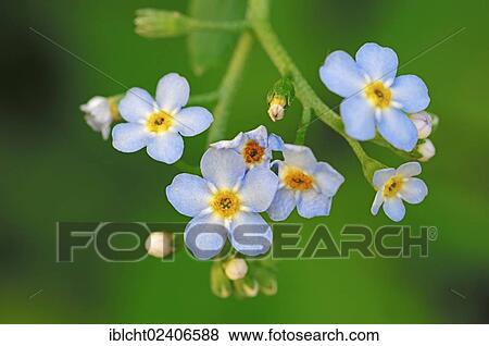 "Water Forget-me-not or True Forget-me-not (Myosotis scorpioides, Myosotis palustris), North Rhine-Westphalia, Germany, Europe" View Large Photo Image Stock Photo - "Water Forget-me-not or True Forget-me-not (Myosotis scorpioides, Myosotis palustris), North Rhine-Westphalia, Germany, Europe". Fotosearch