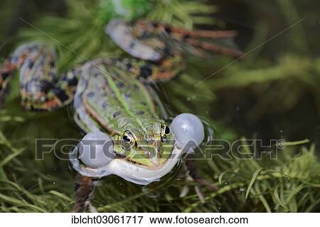 "Water frog (Rana esculenta), male, calling, vocal sac, North Rhine-Westphalia, Germany, Europe" View Large Photo Image Stock Photo - "Water frog (Rana esculenta), male, calling, vocal sac, North Rhine-Westphalia, Germany, Europe". Fotosearch