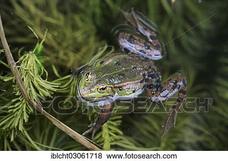 "Water frog (Rana esculenta), male, North Rhine-Westphalia, Germany, Europe" View Large Photo Image Stock Photo - "Water frog (Rana esculenta), male, North Rhine-Westphalia, Germany, Europe". Fotosearch