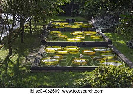 "Water lilies in Terra Nostra Park, Furnas, Sao Miguel, Azores, Portugal, Europe" View Large Photo Image Stock Photo - "Water lilies in Terra Nostra Park, Furnas, Sao Miguel, Azores, Portugal, Europe". Fotosearch