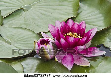 "Water Lilies (Nymphaea), Burgenland, Austria, Europe" View Large Photo Image Stock Photo - "Water Lilies (Nymphaea), Burgenland, Austria, Europe". Fotosearch