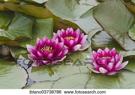 Stock Photograph - "Water Lilies (Nymphaea), Burgenland, Austria, Europe". Fotosearch