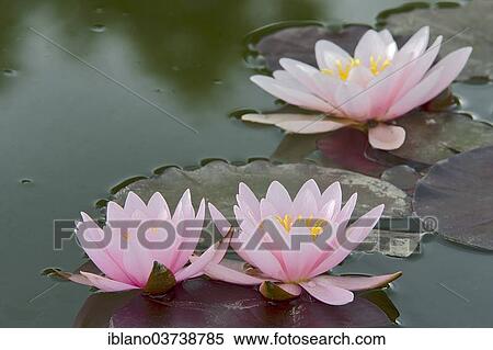 "Water Lilies (Nymphaea), Burgenland, Austria, Europe" View Large Photo Image Stock Photography - "Water Lilies (Nymphaea), Burgenland, Austria, Europe". Fotosearch