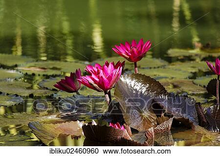 Stock Image - "Water lilies (Nymphaea) on a lily pond, Botanical Garden of Deshaies, Guadeloupe, Lesser Antilles, Caribbean, North America". Fotosearch