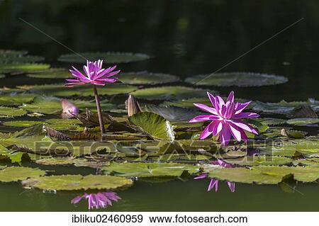 Stock Photo - "Water lilies (Nymphaea) on a lily pond, Botanical Garden of Deshaies, Guadeloupe, Lesser Antilles, Caribbean, North America". Fotosearch