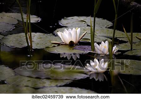 "Water lilies (Nymphaea), Tyrol, Austria, Europe" View Large Photo Image Stock Photo - "Water lilies (Nymphaea), Tyrol, Austria, Europe". Fotosearch