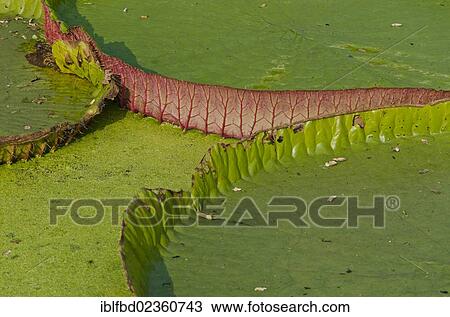 "Water-lily leaves on a lake in Kolkata Botanical Garden, Kolkata, India, Asia" View Large Photo Image Stock Image - "Water-lily leaves on a lake in Kolkata Botanical Garden, Kolkata, India, Asia". Fotosearch