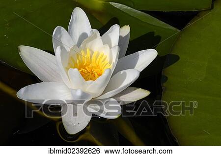 "Water Lily (Nymphaea alba), Schwenzin bay in Lake Koelpinsee, Mecklenburg Lake District, Nossentiner/Schwinzer Heath Nature Park, Mecklenburg-Western Pomerania, Germany, Europe" View Large Photo Image Stock Photograph - "Water Lily (Nymphaea alba), Schwenzin bay in Lake Koelpinsee, Mecklenburg Lake District, Nossentiner/Schwinzer Heath Nature Park, Mecklenburg-Western Pomerania, Germany, Europe". Fotosearch