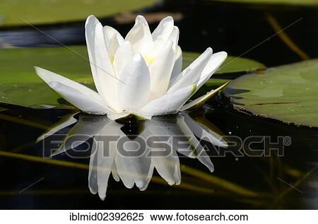 "Water Lily (Nymphaea alba) with reflection, Schwenzin bay in Lake Koelpinsee, Mecklenburg Lake District, Nossentiner/Schwinzer Heath Nature Park, Mecklenburg-Western Pomerania, Germany, Europe" View Large Photo Image Stock Photography - "Water Lily (Nymphaea alba) with reflection, Schwenzin bay in Lake Koelpinsee, Mecklenburg Lake District, Nossentiner/Schwinzer Heath Nature Park, Mecklenburg-Western Pomerania, Germany, Europe". Fotosearch