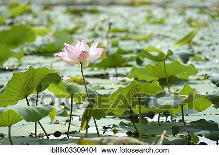 "Water lily (Nymphaea), Bathi District, Takeo Province, Cambodia, Asia" View Large Photo Image Picture - "Water lily (Nymphaea), Bathi District, Takeo Province, Cambodia, Asia". Fotosearch