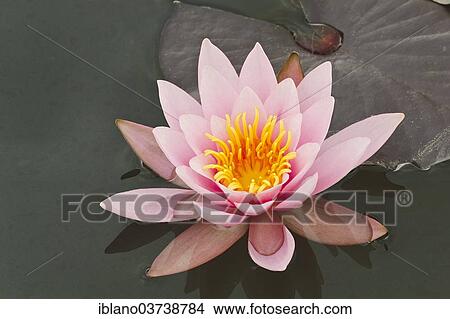 "Water Lily (Nymphaea), Burgenland, Austria, Europe" View Large Photo Image Picture - "Water Lily (Nymphaea), Burgenland, Austria, Europe". Fotosearch