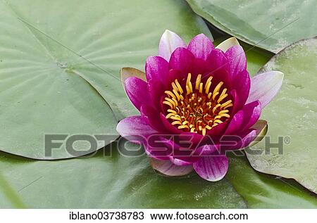 Stock Image - "Water Lily (Nymphaea), Burgenland, Austria, Europe". Fotosearch