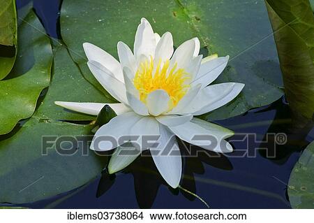 "Water Lily (Nymphaea), Mainau island, Lake Constanz, Baden-Wurttemberg, Germany, Europe" View Large Photo Image Picture - "Water Lily (Nymphaea), Mainau island, Lake Constanz, Baden-Wurttemberg, Germany, Europe". Fotosearch