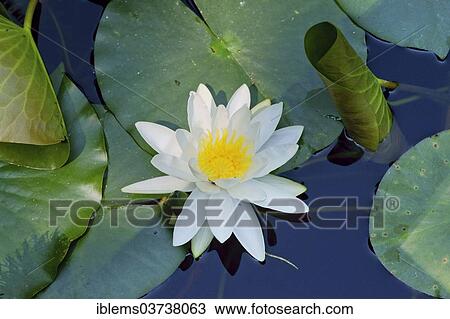 "Water Lily (Nymphaea), Mainau island, Lake Constanz, Baden-Wurttemberg, Germany, Europe" View Large Photo Image Stock Image - "Water Lily (Nymphaea), Mainau island, Lake Constanz, Baden-Wurttemberg, Germany, Europe". Fotosearch
