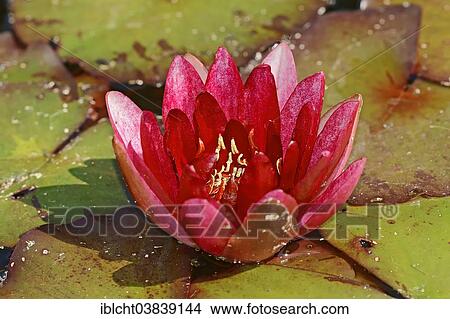 Picture - "Water Lily (Nymphaea spec. ), blossom, Germany, Europe". Fotosearch