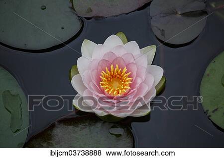 Stock Photo - Water Lily (Nymphaea). Fotosearch