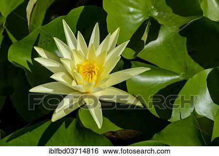 "Water Lily (Nymphaeaceae), yellow blossom, Srinagar, Jammu and Kashmir, India, Asia" View Large Photo Image Stock Photograph - "Water Lily (Nymphaeaceae), yellow blossom, Srinagar, Jammu and Kashmir, India, Asia". Fotosearch