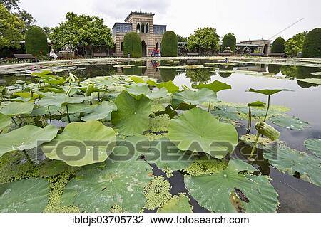 Stock Image - "Water lily pond, Wilhelma Zoo and Botanical Garden, Stuttgart, Baden-Wurttemberg, Germany, Europe". Fotosearch